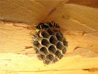 Bite de viespe si albine, sau de ce tratam alergiile acolo unde nu exista