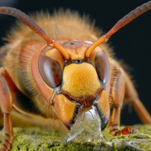 Muscatura unei albine, stupoare