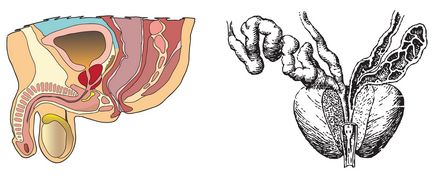 Ulceras vulva por estreptococo b hem