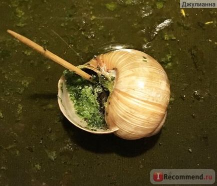 Snail de struguri de struguri de melci din Rusia, umplute în Burgundia