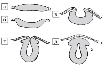 Diagnosticul ultrasonic al defectelor la nivelul coloanei vertebrale a fătului - mazirko m