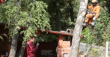 Утилізація дерев з послідуючим вивезенням порубкових остатков- компанія ооо альпфайн