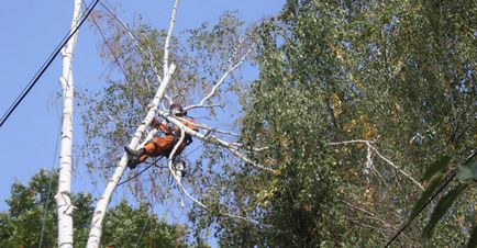 Утилізація дерев з послідуючим вивезенням порубкових остатков- компанія ооо альпфайн