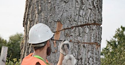 Utilizarea copacilor cu îndepărtarea ulterioară a reziduurilor de tăiere - compania ooo alpfine