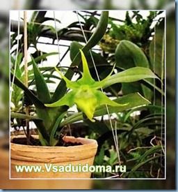Догляд за орхідеями й рекомендації з їхнього вирощування в кімнатних умовах, сайт про сад, дачі і