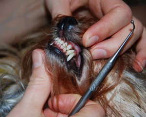 Догляд за зубами цуценят йоркширського терьерамой йорк