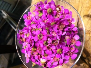 Ваксфлауер, квіткова веранда
