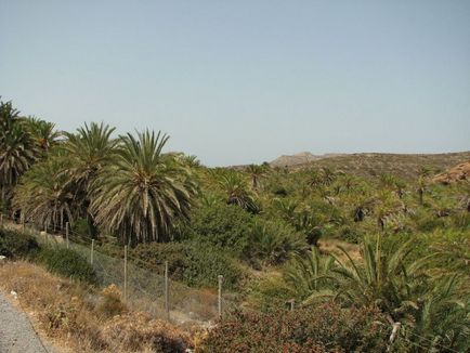 Wai - plaja de palmier (greece) - portal turistic - lumea este frumoasă!