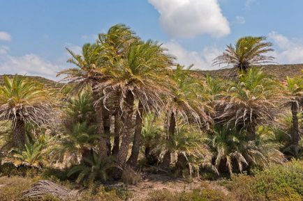 Vai - Palm Beach (Görögország) - útikalauz - a világ gyönyörű!