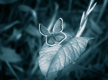 Mit jelent az a könyv pillangó hatás értelmében a film A Butterfly Effect
