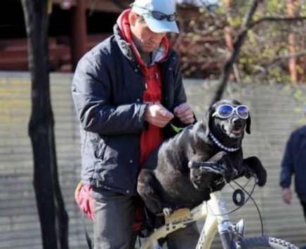 Biciclete plimbare cu un câine - este real (biciclete tur), o revistă online despre biciclete