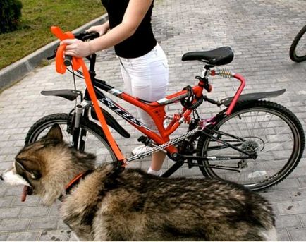 Велосипедні прогулянки з собакою - це реально (велопрогулянка), інтернет-журнал про велосипедах
