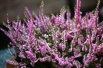 Heather Garden