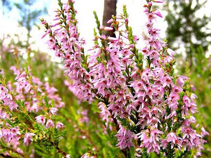 Heather Garden