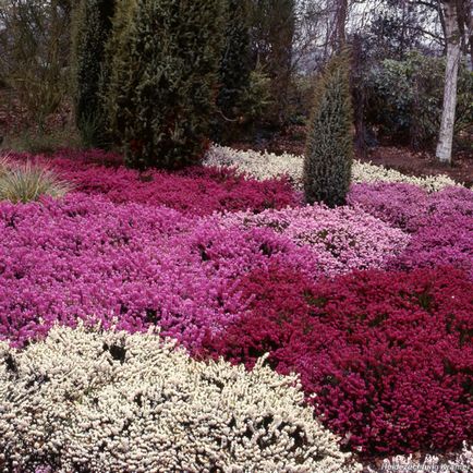 Heather Garden