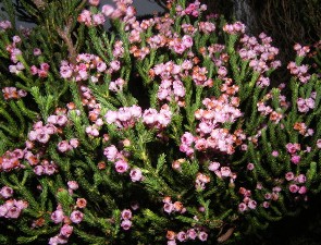 Heather grădină și spectaculoase de plante erica