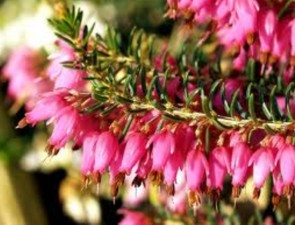 Heather grădină și spectaculoase de plante erica