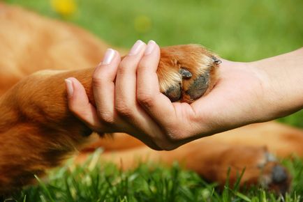 Állatorvosi szolgáltatások otthon euthanize a kutya, a macska elaltat Jekatyerinburgban