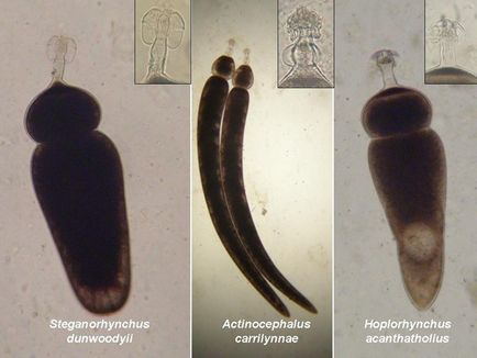 Részletek Euglena zöld (képviselő)