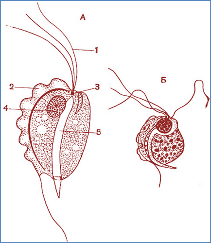 Részletek Euglena zöld (képviselő)