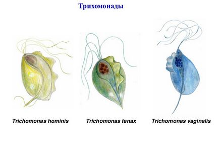 Részletek Euglena zöld (képviselő) (Euglena) Részletek Euglena zöld (képviselő)