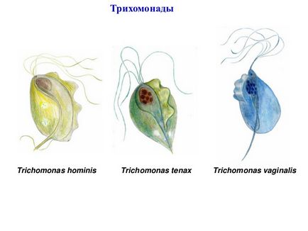 Részletek Euglena zöld (képviselő)