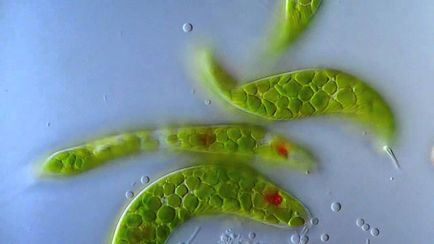 Részletek Euglena zöld (képviselő)