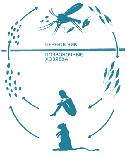 Részletek Euglena zöld (képviselő)