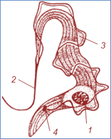 Részletek Euglena zöld (képviselő)