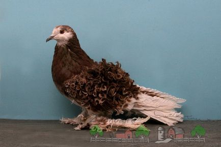 Típusok és fajták galambok fotó nevével madárfajok (tenyésztették század) Típusok és fajták galambok fotó nevével madárfajok