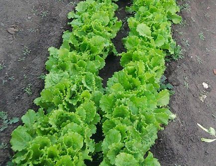 Tipuri și grade de salate, caracteristici ale cultivării (fotografie)