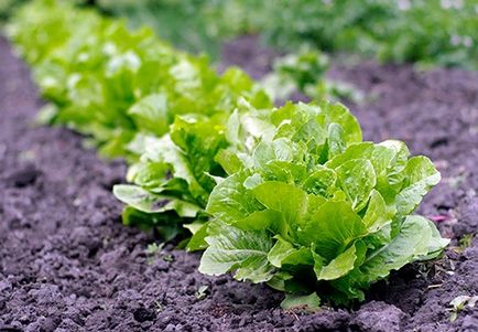 Tipuri și grade de salate, caracteristici ale cultivării (fotografie)