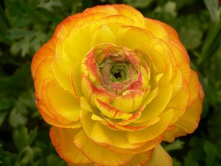 Tipuri de reproducere Ranunculus, plantare, îngrijire