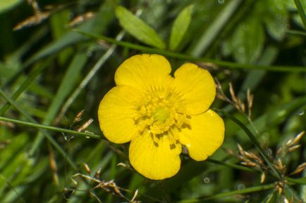 Tipuri de reproducere Ranunculus, plantare, îngrijire