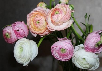 Tipuri de reproducere Ranunculus, plantare, îngrijire