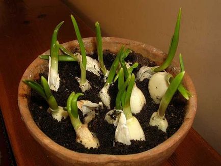 Cultivarea usturoiului