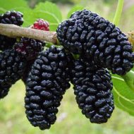 Cultivarea și îngrijirea dudului în secretele de mijloc ale benzii de fructe bune