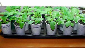 Вирощування кальцеолярії з насіння в домашніх умовах