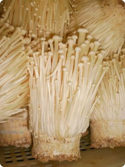 Вирощування китайських грибів