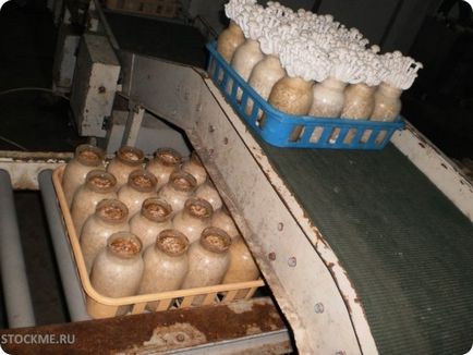 Cultivarea ciuperci chinezești