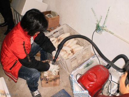 Cultivarea ciuperci chinezești este o sursă de bună dispoziție