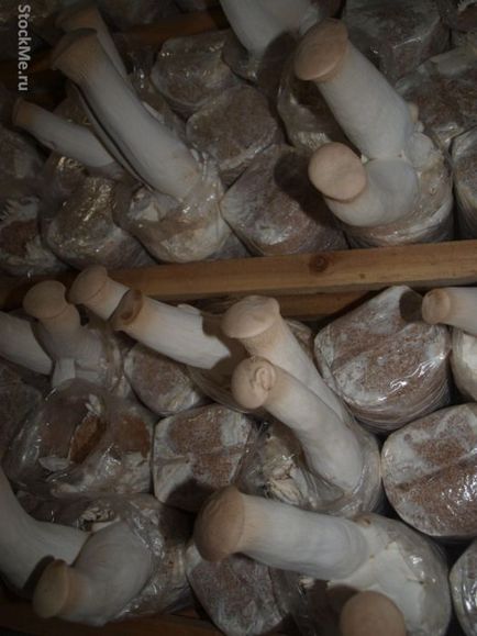 Вирощування китайських грибів - джерело гарного настрою