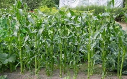 Növekvő kukorica ha a növény magvak és hogyan kell elkészíteni őket, ültetés