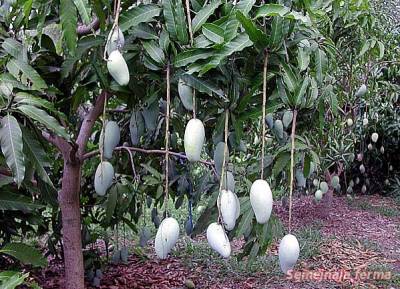 Mango de creștere din grădina de piatră - iarnă - cultivarea florilor - bibliotecă - fermă de familie