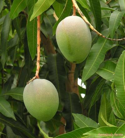 Mango de creștere din grădina de piatră - iarnă - cultivarea florilor - bibliotecă - fermă de familie