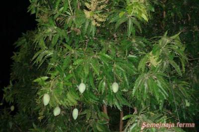 Mango de creștere din grădina de piatră - iarnă - cultivarea florilor - bibliotecă - fermă de familie