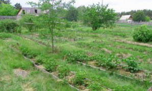 Cultivarea legumelor, germenilor, grădinilor inteligente, legumelor pe teren