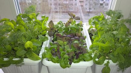 Вирощування зелені цибулі, петрушки, кропу, базиліка, кінзи в домашніх умовах