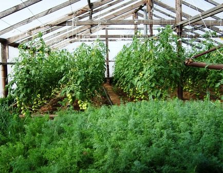 Cultivarea de verdeață într-o seră pe tot parcursul anului plante în propriile sale, să crească legume, busuioc ca și cu mâinile
