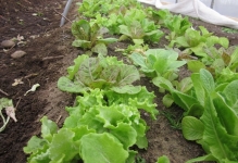 Вирощування зелені в теплиці круглий рік садити в своїй, вирощуємо овочі, базилік який руками